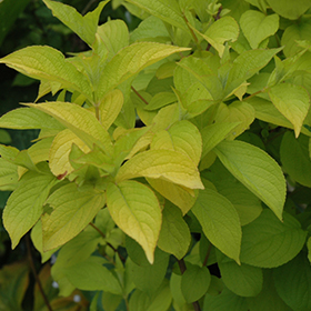 Plant Photo 9