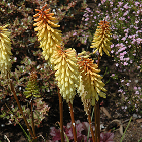 Plant Photo 6