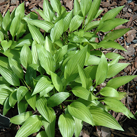 Plant Photo 2