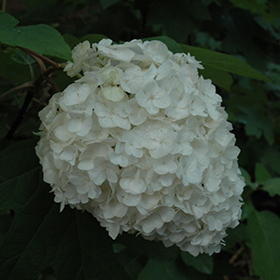 Plant Photo 5