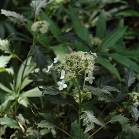 Plant Photo 8