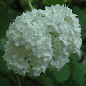 Plant Photo 7