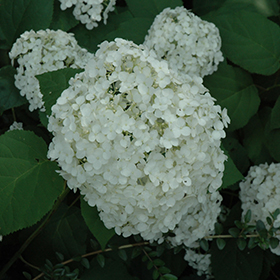 Plant Photo 4