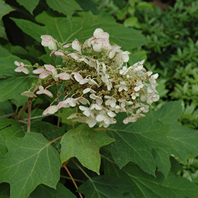 Plant Photo 6