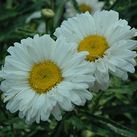 Plant Photo 9
