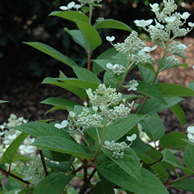 Plant Photo 7