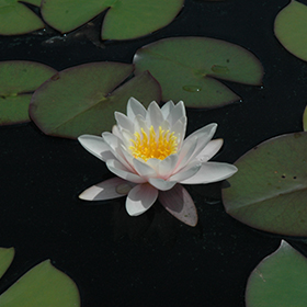 Plant Photo 9