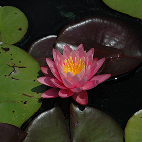 Plant Photo 2