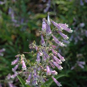 Plant Photo 3