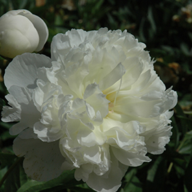 Plant Photo 1