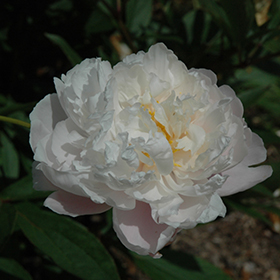 Plant Photo 9