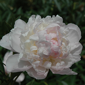 Plant Photo 1