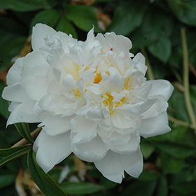 Plant Photo 10