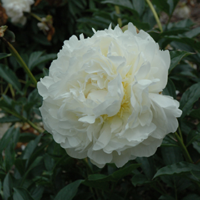 Plant Photo 4
