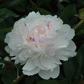Plant Photo 2