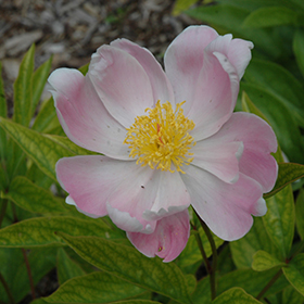 Plant Photo 2