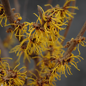 Plant Photo 3