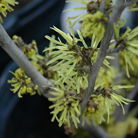 Plant Photo 2