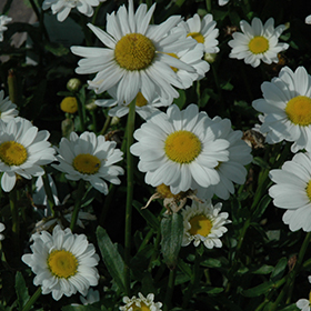 Plant Photo 7