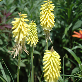 Plant Photo 8