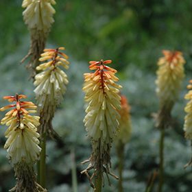 Plant Photo 3