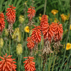 Plant Photo 8