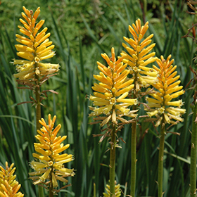 Plant Photo 4