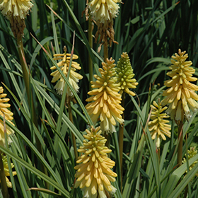 Plant Photo 9