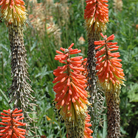 Plant Photo 6