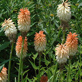 Plant Photo 10
