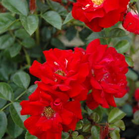 Red Ribbons  Groundcover Rose