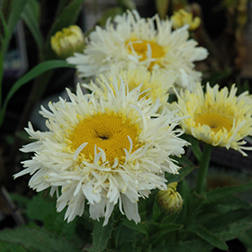 Plant Photo 1