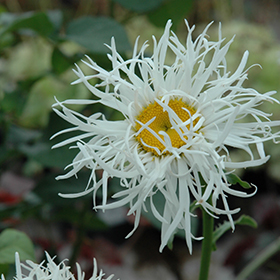 Plant Photo 8