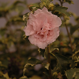 Plant Photo 3