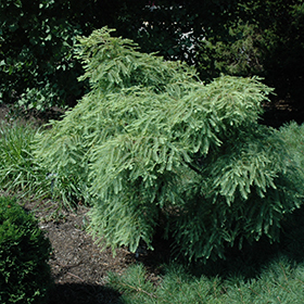Plant Photo 9