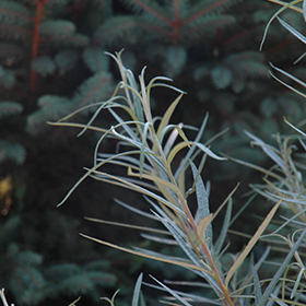 Plant Photo 1