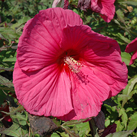 Plant Photo 8