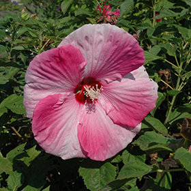 Plant Photo 1