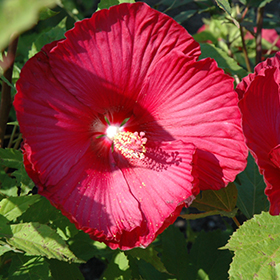 Plant Photo 3