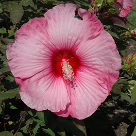 Plant Photo 10