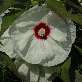 Plant Photo 6