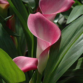 Plant Photo 2