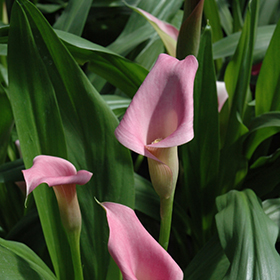 Plant Photo 6