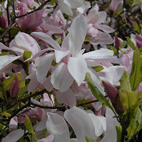 Plant Photo 5
