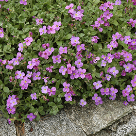 Purple Rock Cress (Aubrieta deltoidea) in Drums Mountaintop Wilkes