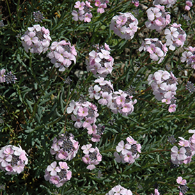 Persian Garden Cress