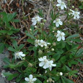 Plant Photo 4