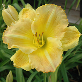 Plant Photo 6