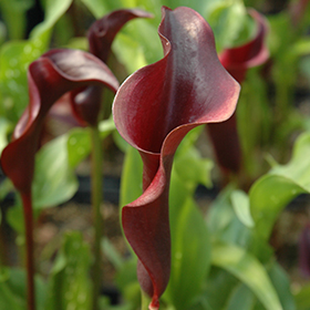 Plant Photo 4