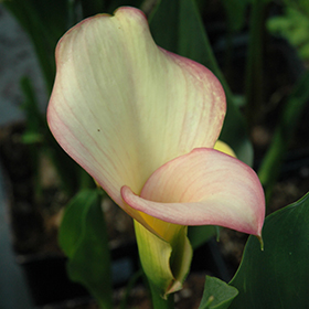 Plant Photo 9